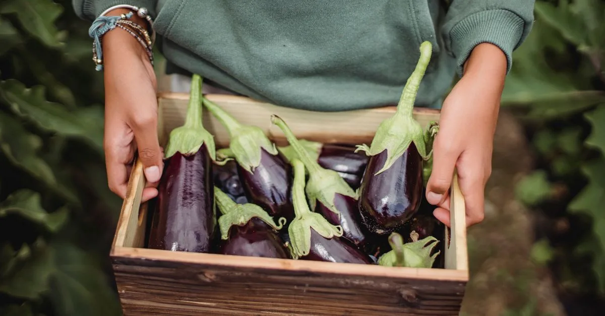 découvrez les meilleures techniques de culture de l'aubergine pour un rendement optimal et une récolte réussie tout au long de la saison.
