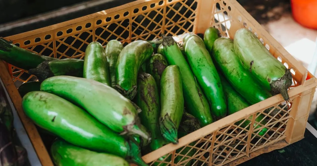 découvrez les meilleures pratiques pour la culture de l'aubergine, des conseils sur le sol, l'arrosage et la récolte pour réussir votre production.