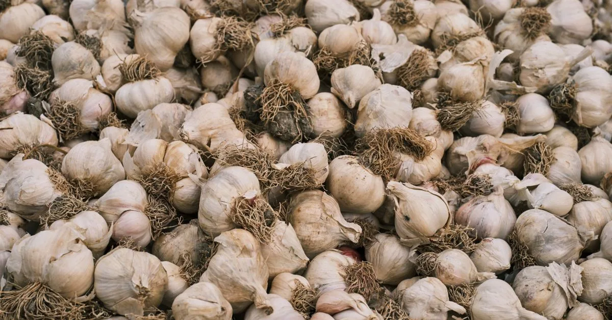 découvrez les meilleures techniques pour la culture de l'ail, de la plantation à la récolte, afin d'obtenir une production saine et abondante.