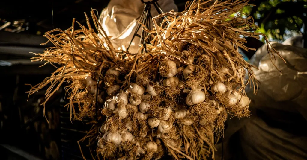 tout savoir sur la culture de l'ail : conseils pratiques, étapes de plantation, entretien et récolte pour réussir votre culture d'ail.