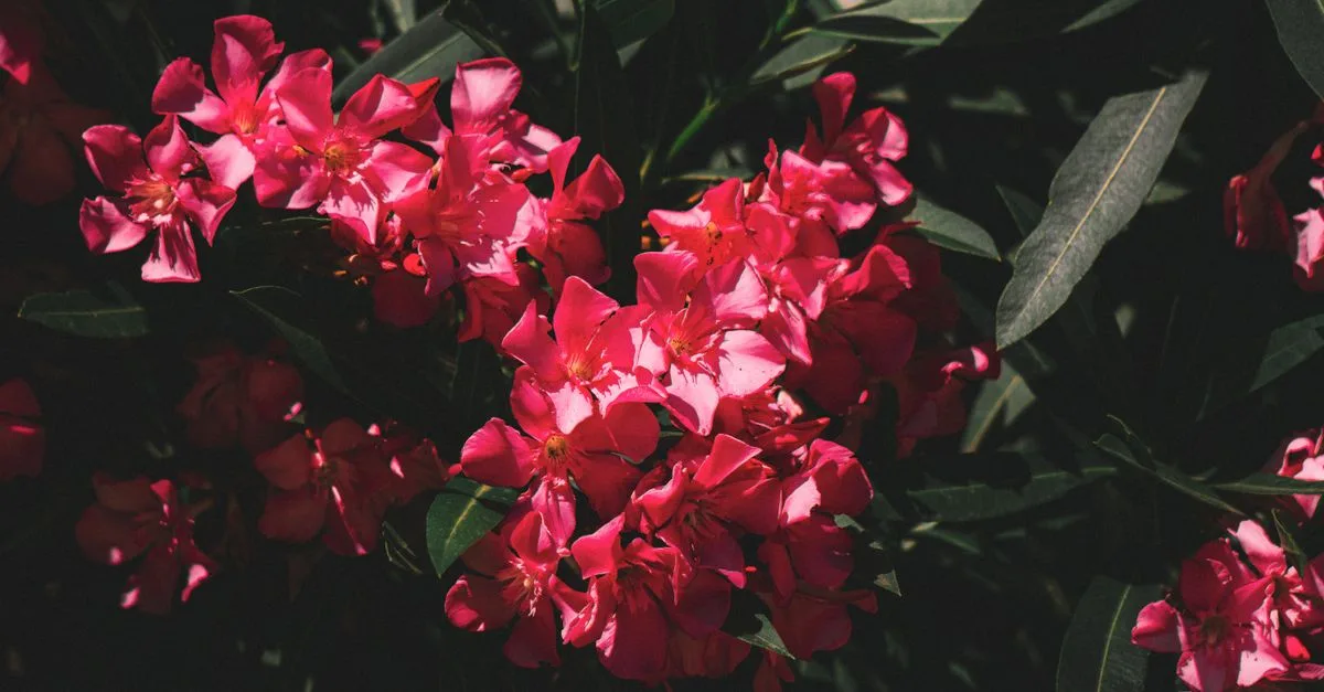 conseils pratiques pour l'entretien des lauriers-roses : arrosage, taille, exposition et soins pour une floraison optimale.
