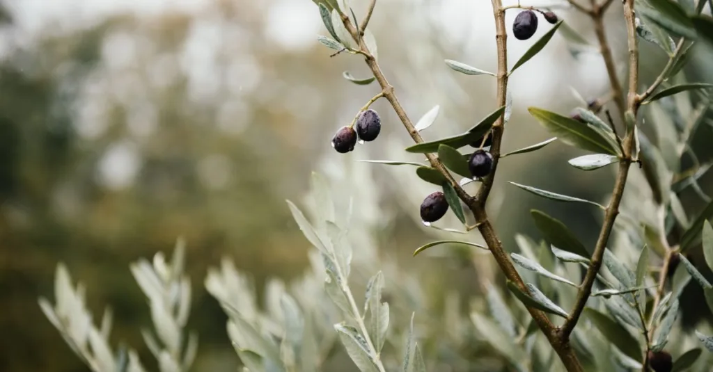 découvrez nos conseils experts pour prendre soin de votre olivier, de la plantation à l'entretien, afin de garantir sa santé et sa beauté toute l'année.