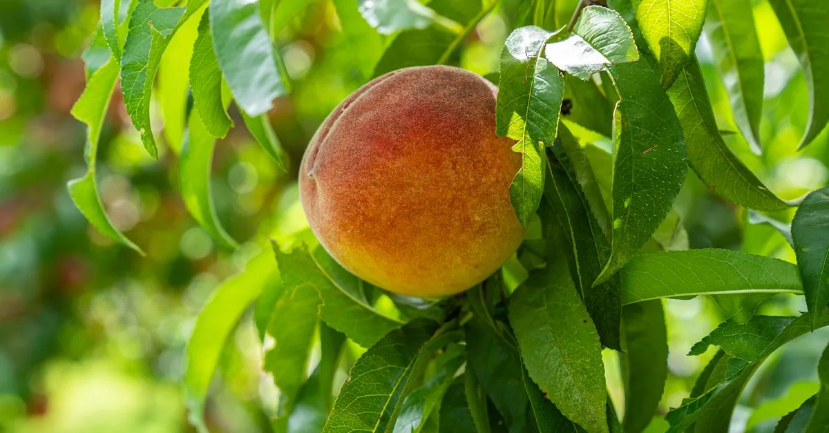 découvrez les maladies courantes des pêchers, leurs symptômes et les méthodes efficaces pour les prévenir et les traiter afin de protéger vos arbres fruitiers.