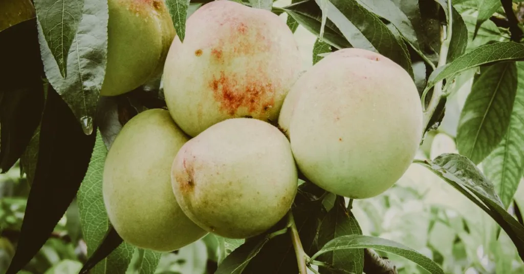 découvrez les principales maladies des pêchers, leurs symptômes, causes et méthodes de traitement pour protéger et soigner vos arbres fruitiers efficacement.