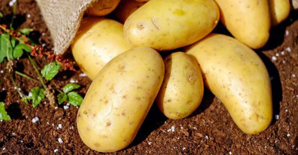 découvrez tout sur les pommes de terre : variétés, recettes savoureuses et astuces de cuisson pour sublimer ce tubercule incontournable.
