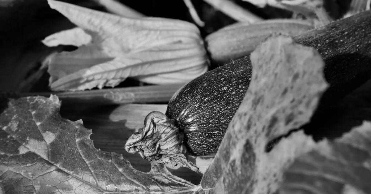 traitement de l'oïdium sur les courgettes : méthodes efficaces pour éliminer ce champignon et protéger vos plantes pour une récolte saine.
