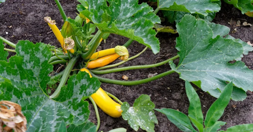 traitement de l'oïdium sur les courgettes : méthodes efficaces pour protéger vos plants et éliminer cette maladie fongique courante.