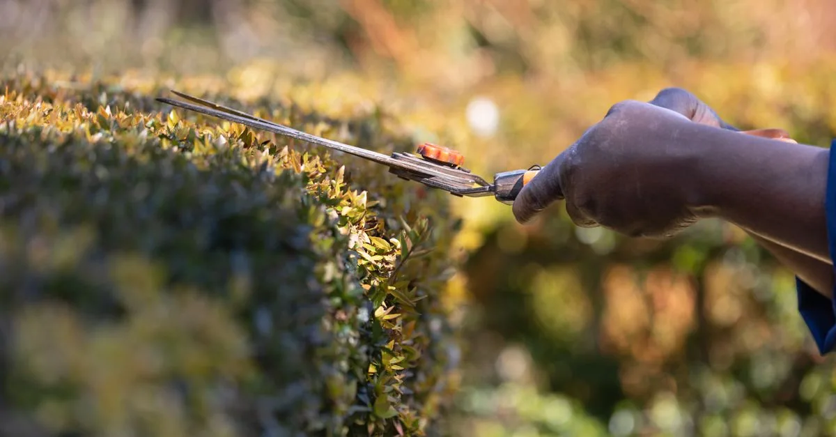 découvrez nos conseils experts pour la taille des arbres et des plantes afin d'améliorer leur santé et leur croissance.