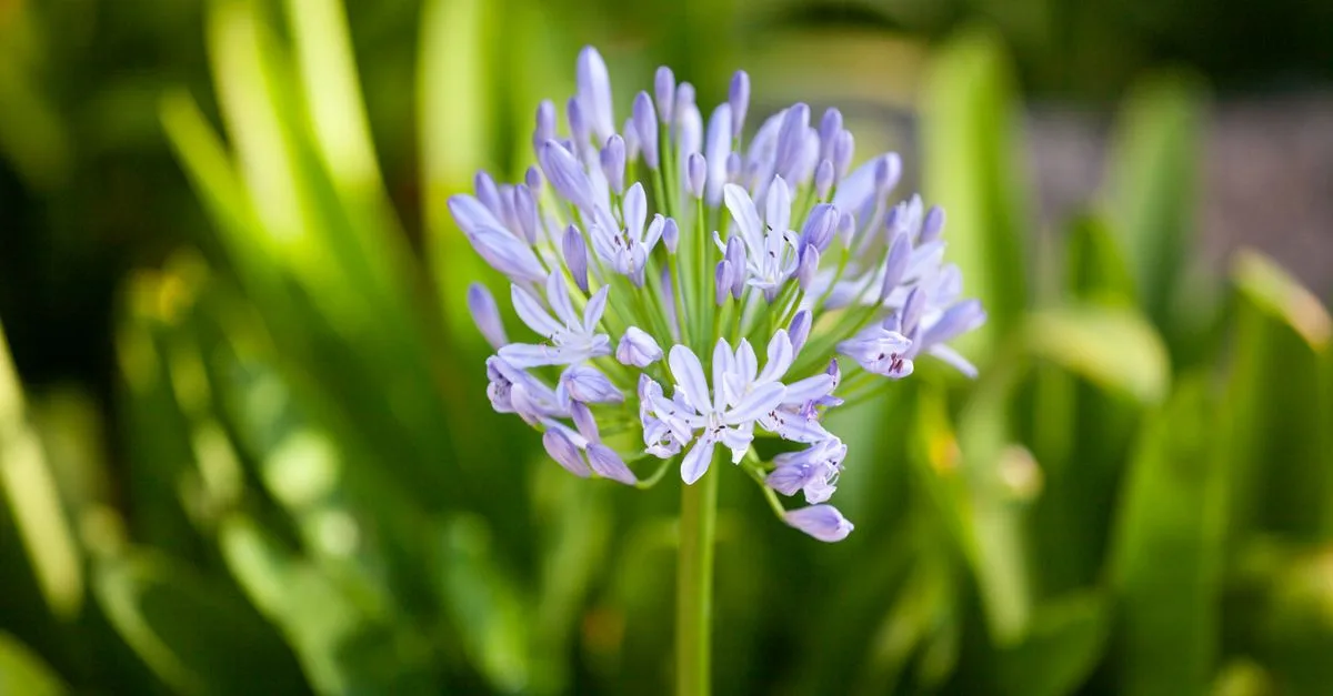 apprenez comment tailler l'agapanthe pour favoriser une floraison abondante et maintenir une plante saine toute la saison.