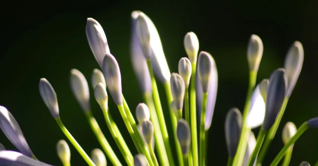 découvrez comment tailler l'agapanthe pour favoriser une croissance saine et une floraison abondante saison après saison.