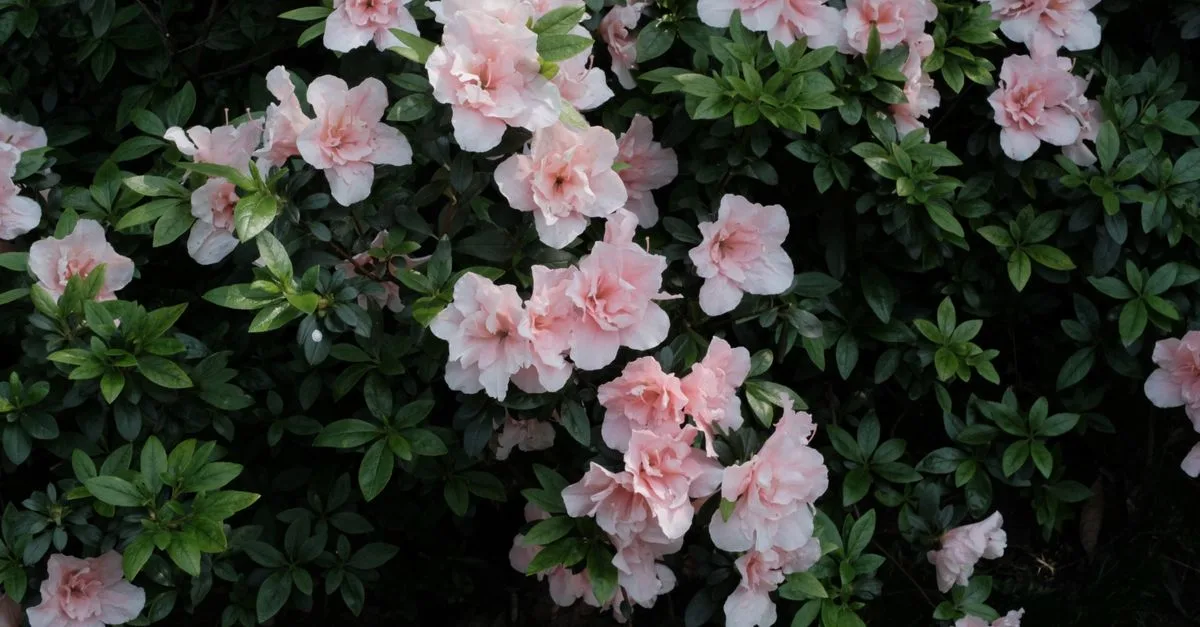 découvrez le meilleur moment pour planter des rhododendrons afin d'assurer une croissance optimale et de magnifiques floraisons.