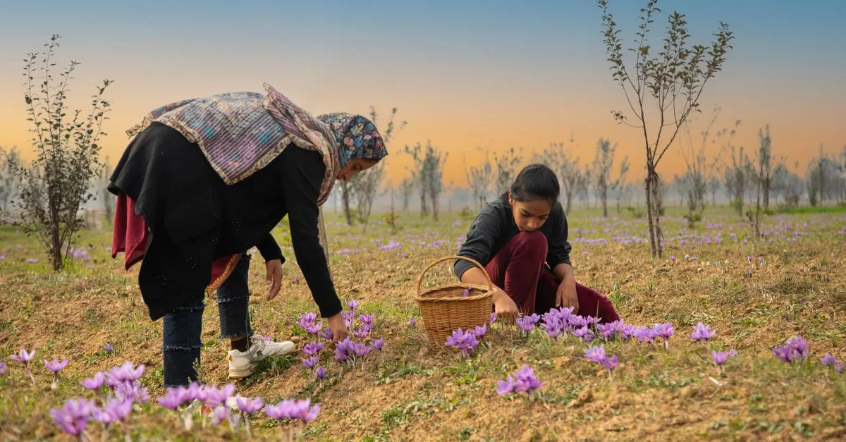 découvrez les techniques essentielles et les meilleures pratiques pour la culture du safran, l'épice précieuse au parfum unique.