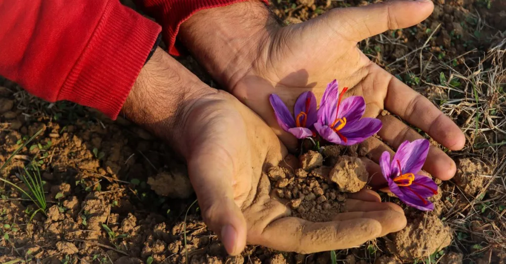 découvrez les techniques clés pour la culture du safran, des conseils pratiques pour réussir la plantation, l'entretien et la récolte de cette précieuse épice.