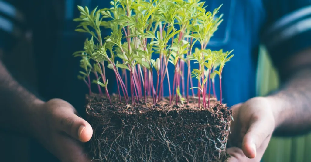 découvrez nos conseils et astuces pour réussir le démarrage de vos graines et assurer une croissance optimale de vos plantes dès le départ.