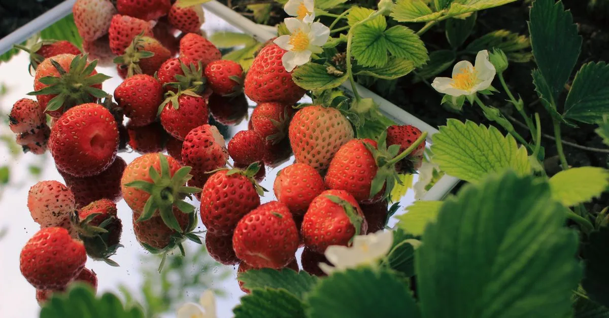 découvrez les différentes variétés de fraises, leurs saveurs uniques, leurs caractéristiques et conseils de culture pour choisir la meilleure pour votre jardin.