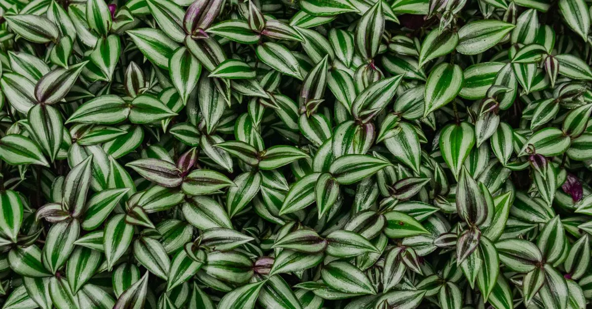 découvrez comment prendre soin du tradescantia albiflora avec nos conseils faciles pour l'arrosage, l'exposition et l'entretien afin de garder votre plante saine et vigoureuse.