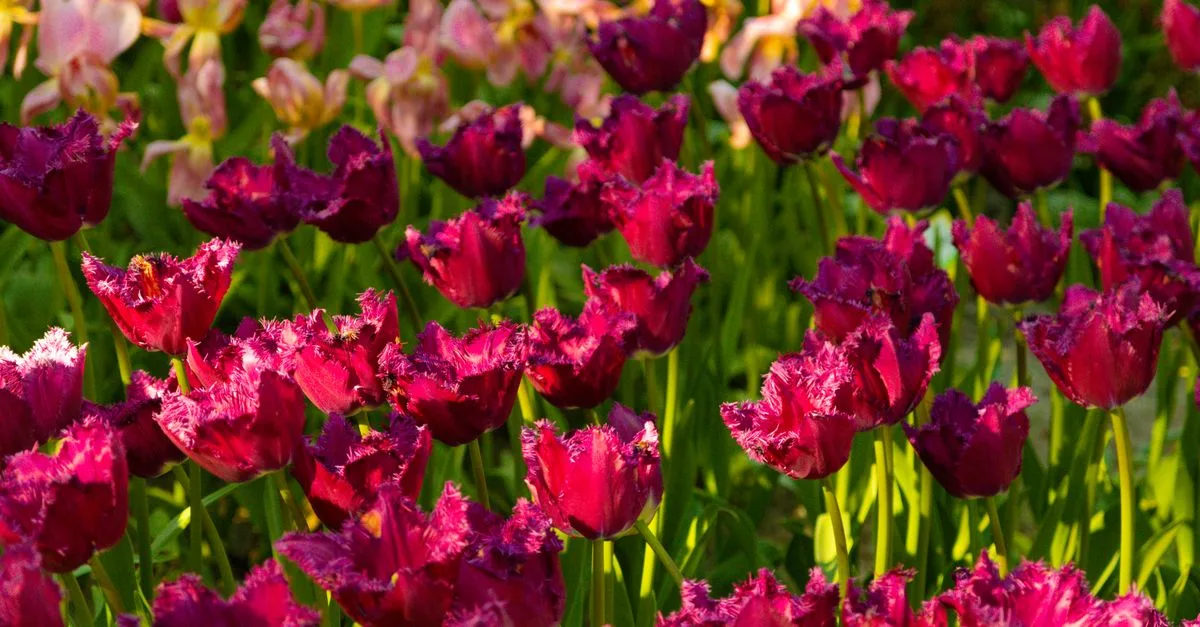 apprenez à planter des tulipes facilement pour un jardin coloré au printemps. conseils pratiques pour réussir la plantation des bulbes de tulipes.