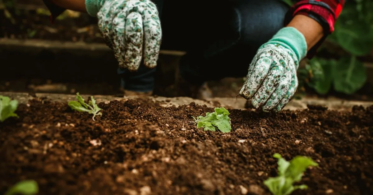 découvrez les techniques de compagnonnage des légumes pour optimiser la croissance, protéger vos plantes et améliorer vos récoltes naturellement.