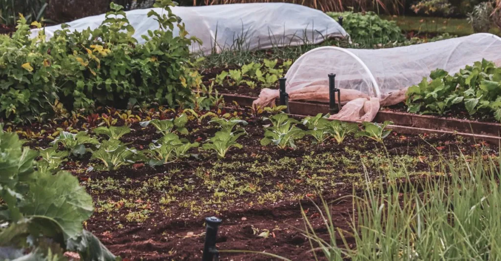 découvrez les meilleures associations de légumes pour un jardin potager sain et productif grâce à la technique du compagnonnage végétal.