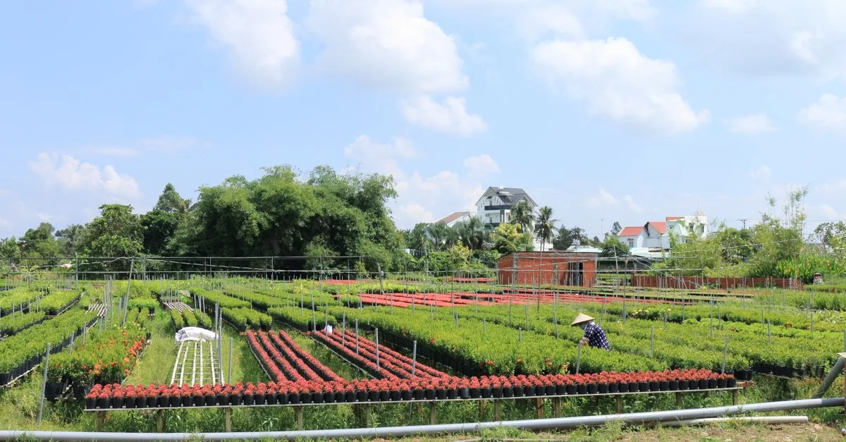 découvrez les techniques de culture de la coriandre vietnamienne pour un jardin aromatique réussi, avec des conseils pratiques sur l'entretien, le sol et l'arrosage.