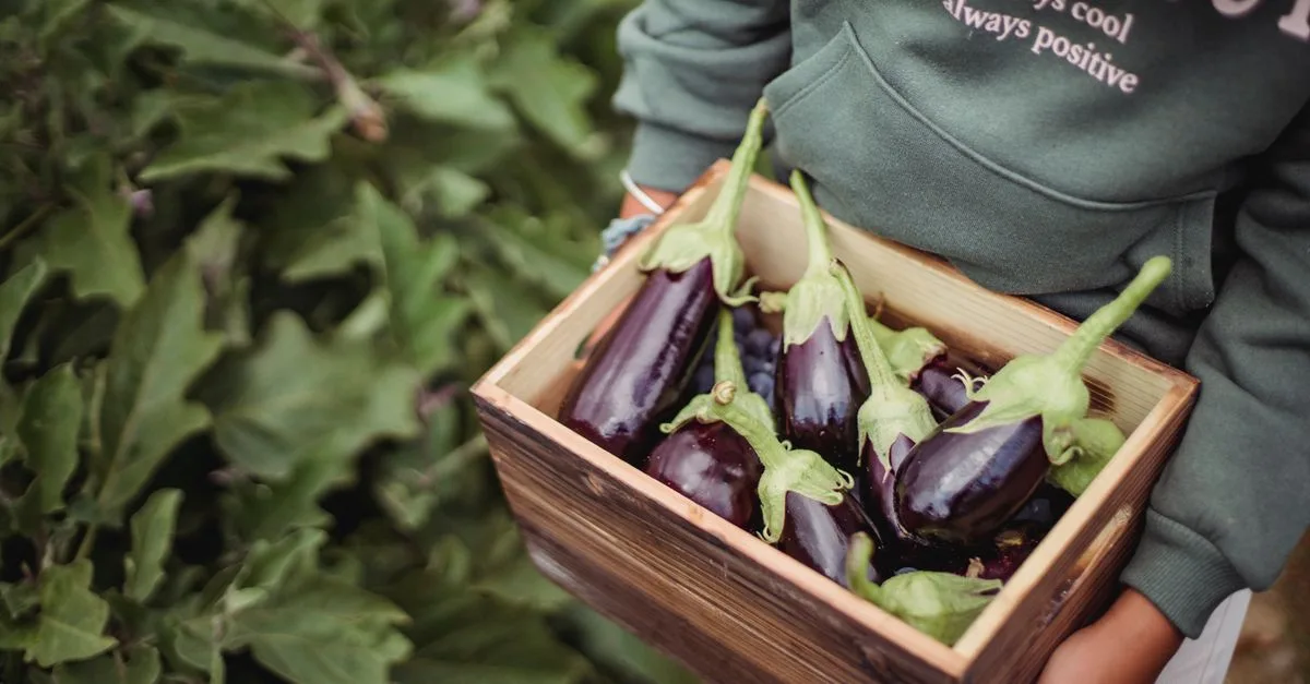 découvrez les techniques essentielles pour la culture de l’aubergine blanche, de la plantation à la récolte, pour obtenir de beaux fruits savoureux.