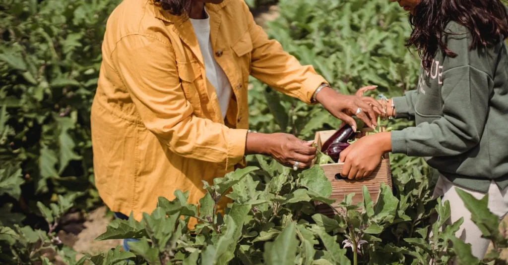 découvrez les techniques essentielles pour la culture de l'aubergine blanche, de la plantation à la récolte, pour un potager réussi.