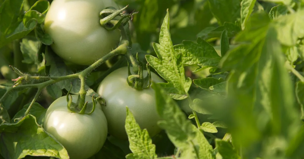 découvrez pourquoi vos plants de tomates deviennent filiformes et comment les renforcer grâce à des conseils simples sur la lumière, l’arrosage et la taille.