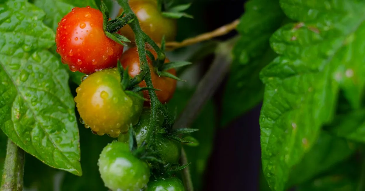 découvrez comment faire mûrir des tomates vertes à la maison grâce à des méthodes simples pour obtenir des fruits savoureux plus rapidement.