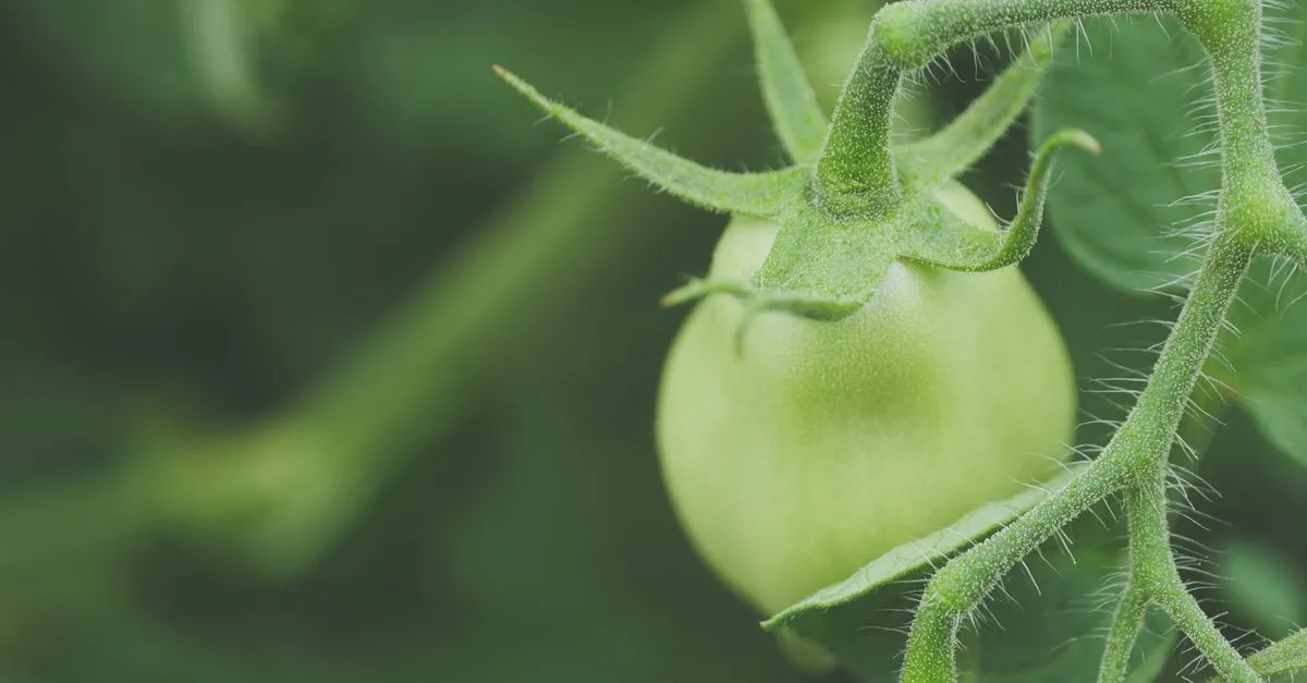 découvrez les causes des feuilles de tomate qui s’enroulent vers le haut et les solutions pour aider vos plants à retrouver leur vigueur.